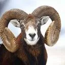 __mufflon__