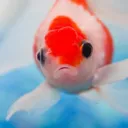 coy_stream