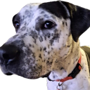 _nelson_#7940's avatar