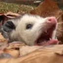 geckopilled