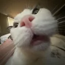 thomas.m