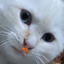 pattedevelours
