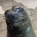 edizzl