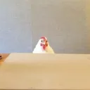 ragellama