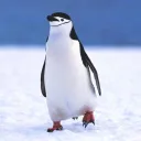 cysmiau