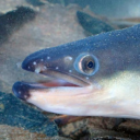 minitrunken#5846's avatar