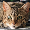 Discord Avatar