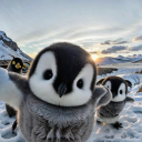 heppypenguin