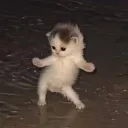 .brl