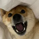 shiba.cool