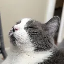 nicemitch