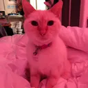 nednoodlehead