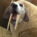 mylittlewalrus