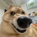 koo._.