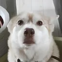 spiooty