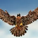cdfalcon