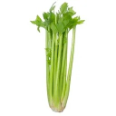 avatar Celery