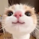 blankd_