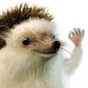 hedgehog24.