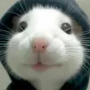 whosdavi