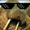 walrus7794#1946's avatar