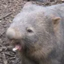 frobnicate