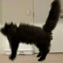 hineko7872