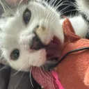 colorfulcat