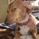 dabbinsas