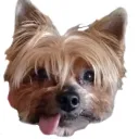 pissickicko