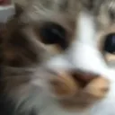 leisgord