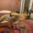 wogi