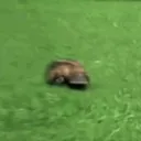 platypusdaddy