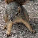 gophersanstuk