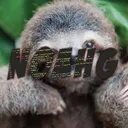 noahg