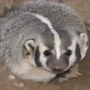 hopefulbadger