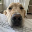 wolfiezee