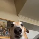 dansdiscor