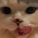 kimchidubu