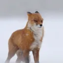 onthewind