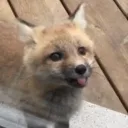 foxxy1753