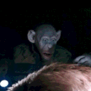 garemonkey