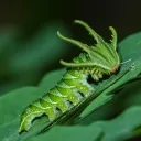 myrmecoleon