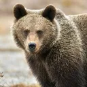 arthebear