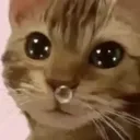 koyangee