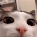 chritter