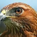 hawksearcher