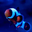 fishguy6564