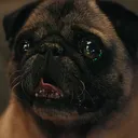 kylethepug