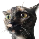 anoobtok